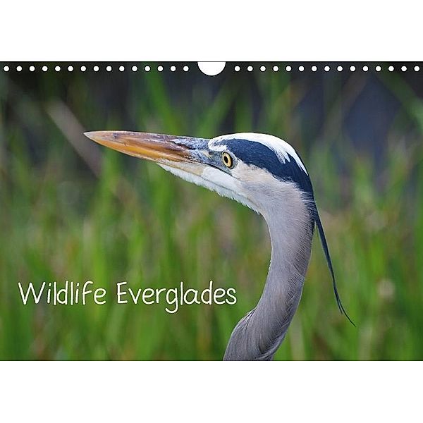 Wildlife Everglades (Wandkalender 2017 DIN A4 quer), Kerstin Grunenberg