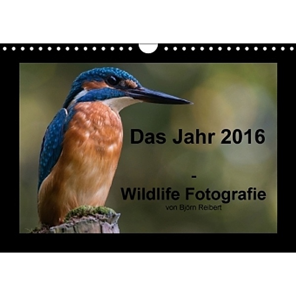 Wildlife Fotografie (Wandkalender 2016 DIN A4 quer), Björn Reibert
