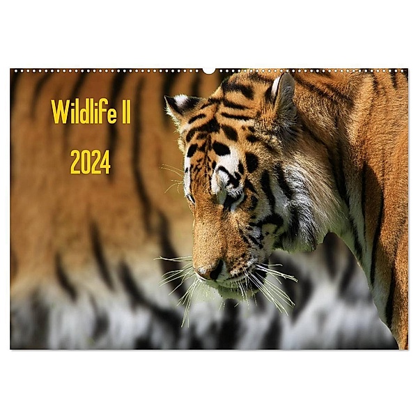 Wildlife II / 2024 (Wandkalender 2024 DIN A2 quer), CALVENDO Monatskalender, Jens Klingebiel