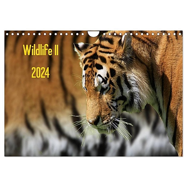 Wildlife II / 2024 (Wandkalender 2024 DIN A4 quer), CALVENDO Monatskalender, Jens Klingebiel