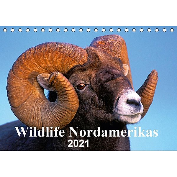 Wildlife Nordamerikas 2021 (Tischkalender 2021 DIN A5 quer), ROLF KOPFLE