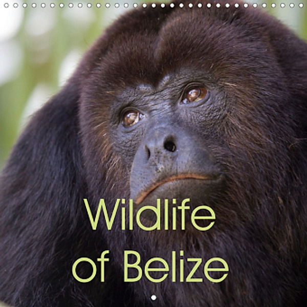 Wildlife of Belize (Wall Calendar 2021 300 × 300 mm Square), Ray Wilson