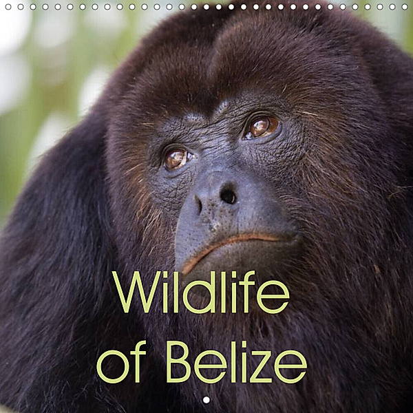 Wildlife of Belize (Wall Calendar 2023 300 × 300 mm Square), Ray Wilson