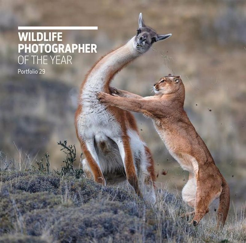 Wildlife Photographer of the Year: Portfolio 29 Buch versandkostenfrei