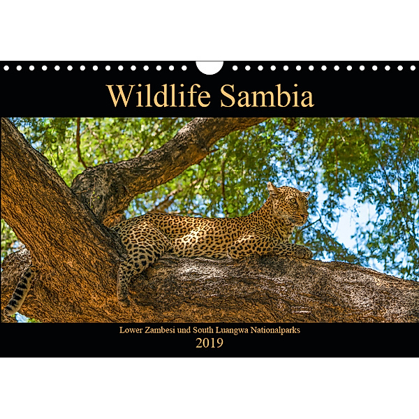 Wildlife Sambia (Wandkalender 2019 DIN A4 quer), Photo4emotion.com