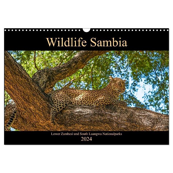 Wildlife Sambia (Wandkalender 2024 DIN A3 quer), CALVENDO Monatskalender, Photo4emotion.com