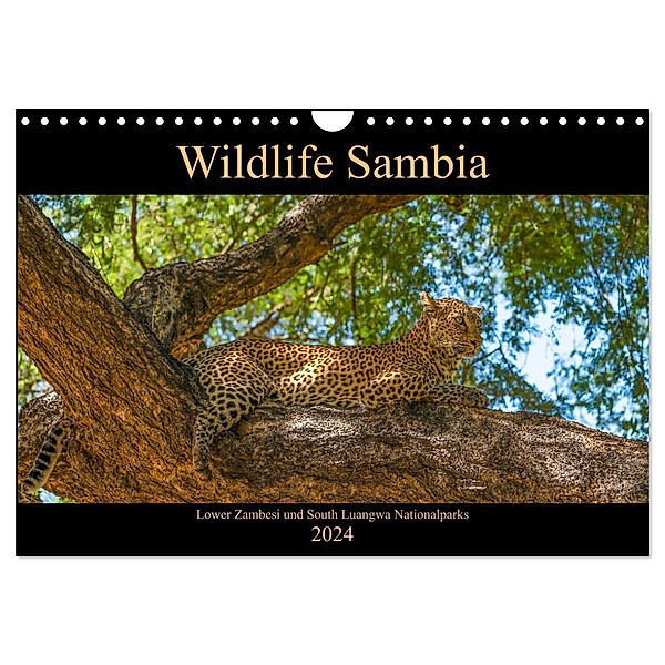 Wildlife Sambia (Wandkalender 2024 DIN A4 quer), CALVENDO Monatskalender, Photo4emotion.com