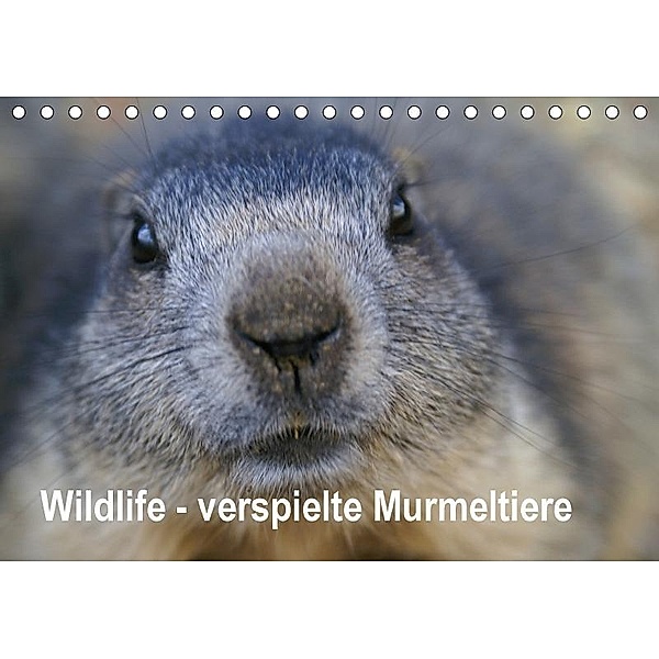 Wildlife - Verspielte Murmeltiere (Tischkalender 2017 DIN A5 quer), Susan Michel / CH