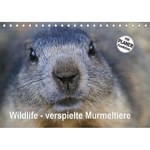 Wildlife - Verspielte Murmeltiere (Tischkalender 2020 DIN A5 quer), Susan Michel / CH