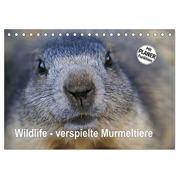 Wildlife - Verspielte Murmeltiere (Tischkalender 2024 DIN A5 quer), CALVENDO Monatskalender, Susan Michel / CH