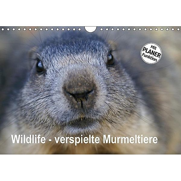 Wildlife - Verspielte Murmeltiere (Wandkalender 2017 DIN A4 quer), Susan Michel / CH