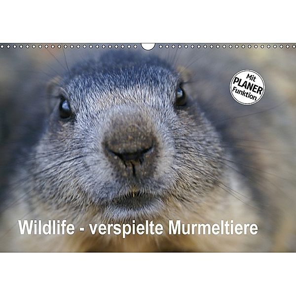 Wildlife - Verspielte Murmeltiere (Wandkalender 2018 DIN A3 quer), Susan Michel / CH