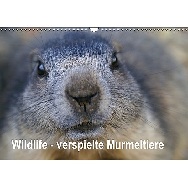 Wildlife - Verspielte Murmeltiere (Wandkalender 2018 DIN A3 quer), Susan Michel / CH