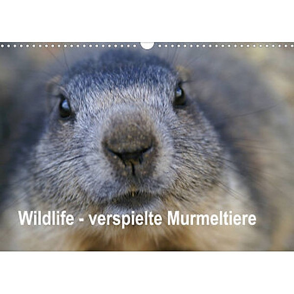Wildlife - Verspielte Murmeltiere (Wandkalender 2022 DIN A3 quer), Susan Michel / CH