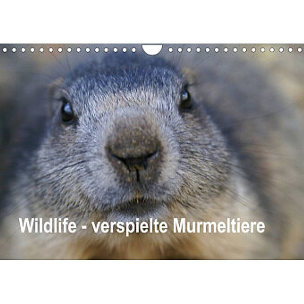 Wildlife - Verspielte Murmeltiere (Wandkalender 2022 DIN A4 quer), Susan Michel / CH