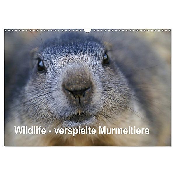 Wildlife - Verspielte Murmeltiere (Wandkalender 2024 DIN A3 quer), CALVENDO Monatskalender, Susan Michel / CH
