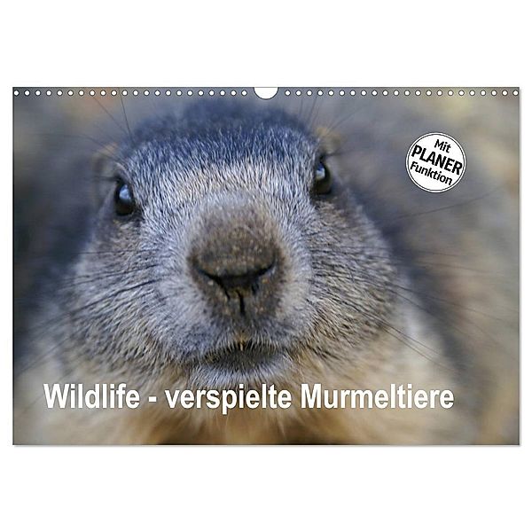 Wildlife - Verspielte Murmeltiere (Wandkalender 2024 DIN A3 quer), CALVENDO Monatskalender, Susan Michel / CH