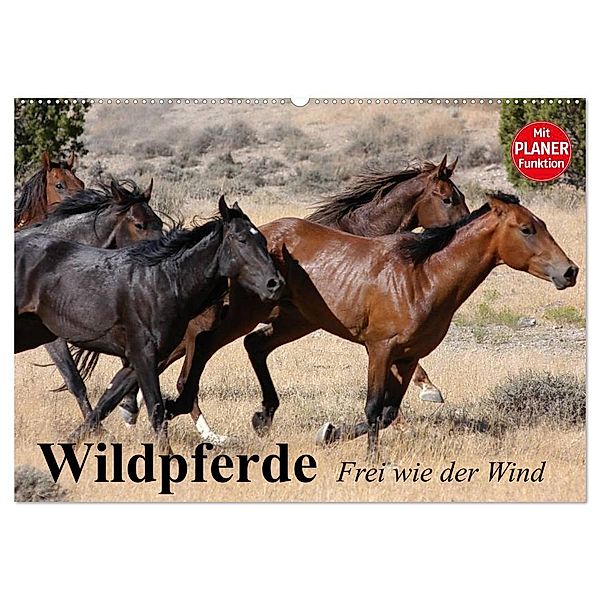 Wildpferde. Frei wie der Wind (Wandkalender 2024 DIN A2 quer), CALVENDO Monatskalender, Elisabeth Stanzer