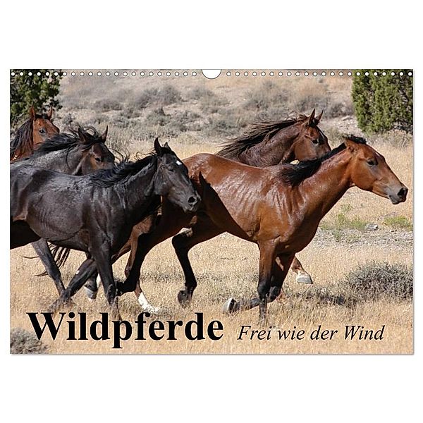 Wildpferde. Frei wie der Wind (Wandkalender 2025 DIN A3 quer), CALVENDO Monatskalender, Calvendo, Elisabeth Stanzer