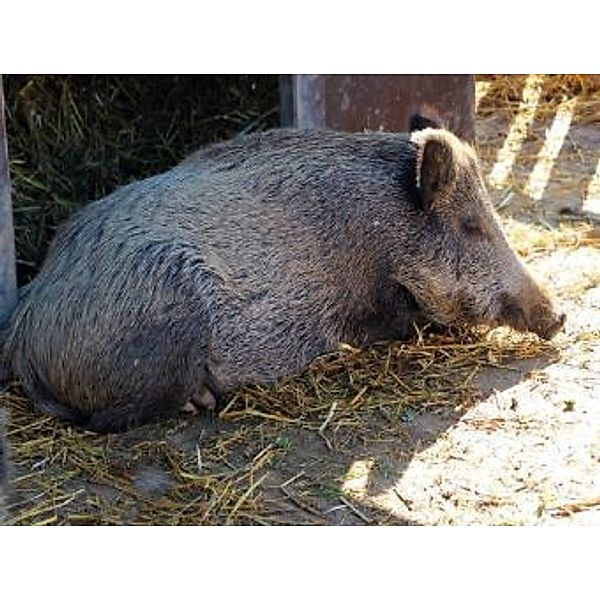 Wildschwein - 1.000 Teile (Puzzle)