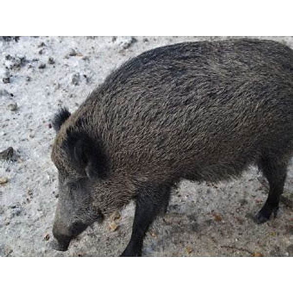 Wildschwein - 100 Teile (Puzzle)