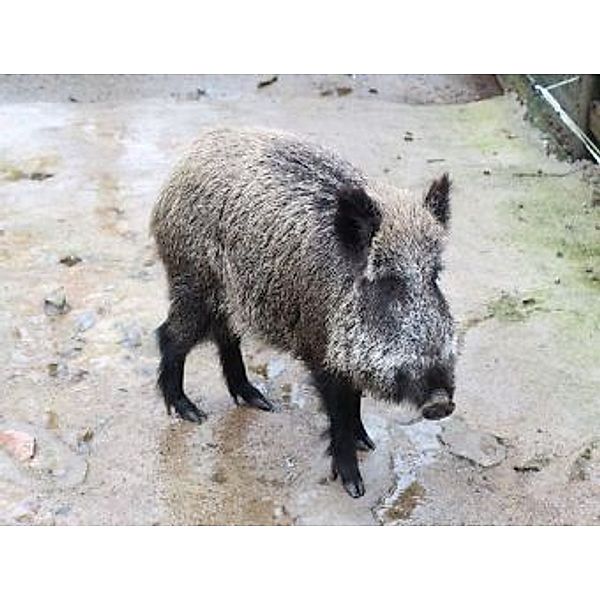 Wildschwein - 2.000 Teile (Puzzle)