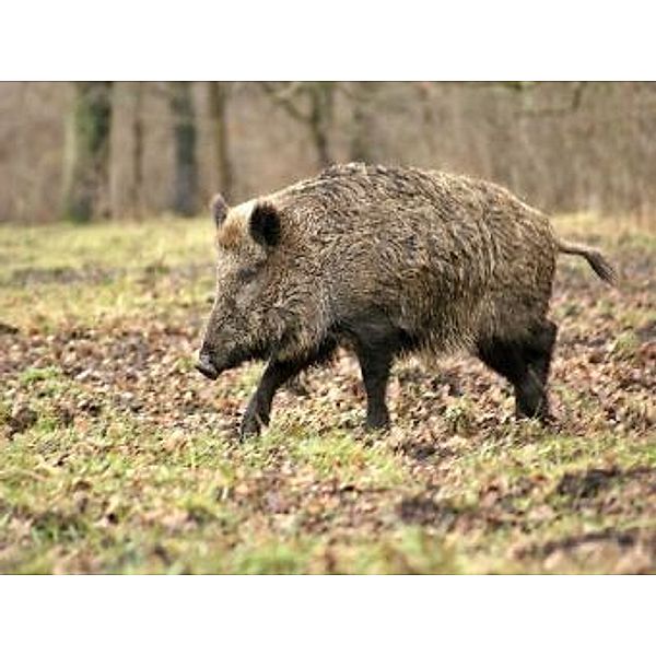 Wildschwein - 200 Teile (Puzzle)