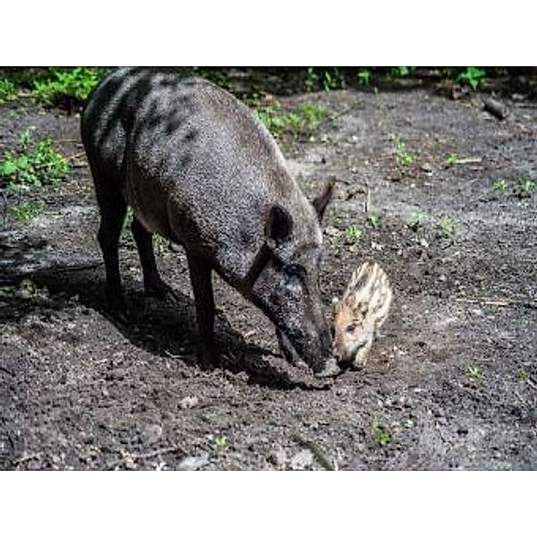 Wildschwein - 500 Teile (Puzzle)