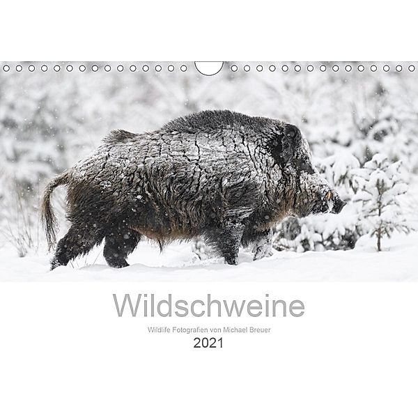 Wildschweine 2021 (Wandkalender 2021 DIN A4 quer), Michael Breuer