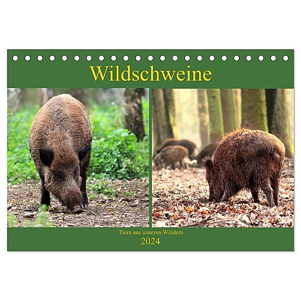 Wildschweine - Tiere aus unseren Wäldern (Tischkalender 2024 DIN A5 quer), CALVENDO Monatskalender, Arno Klatt