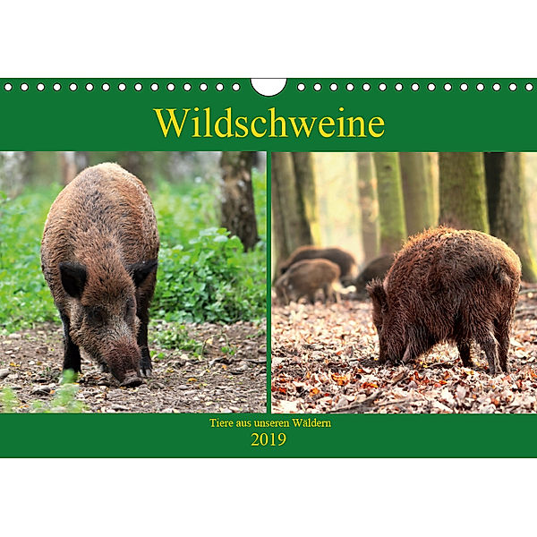 Wildschweine - Tiere aus unseren Wäldern (Wandkalender 2019 DIN A4 quer), Arno Klatt