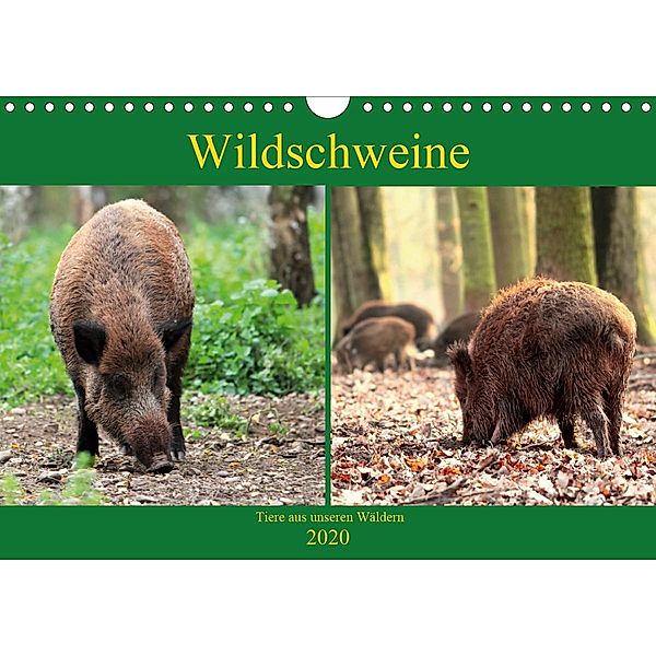 Wildschweine - Tiere aus unseren Wäldern (Wandkalender 2020 DIN A4 quer), Arno Klatt