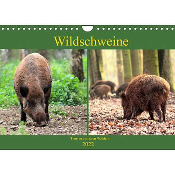 Wildschweine - Tiere aus unseren Wäldern (Wandkalender 2022 DIN A4 quer), Arno Klatt