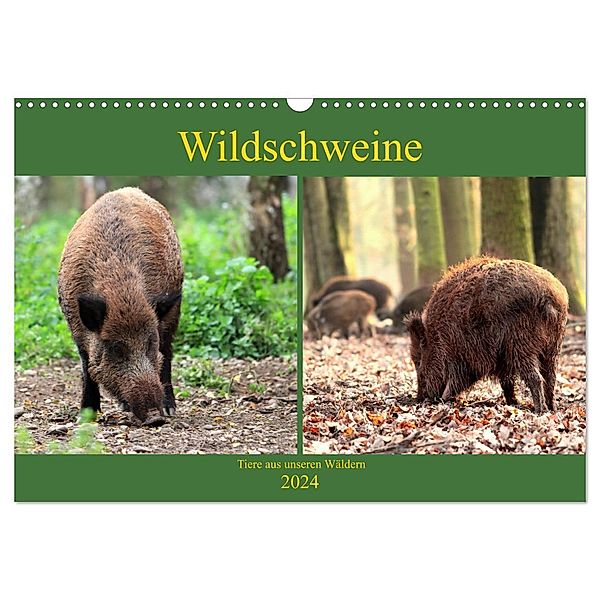 Wildschweine - Tiere aus unseren Wäldern (Wandkalender 2024 DIN A3 quer), CALVENDO Monatskalender, Arno Klatt