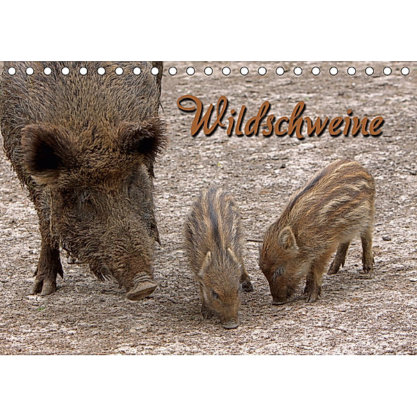 Wildschweine (Tischkalender 2019 DIN A5 quer), Martina Berg