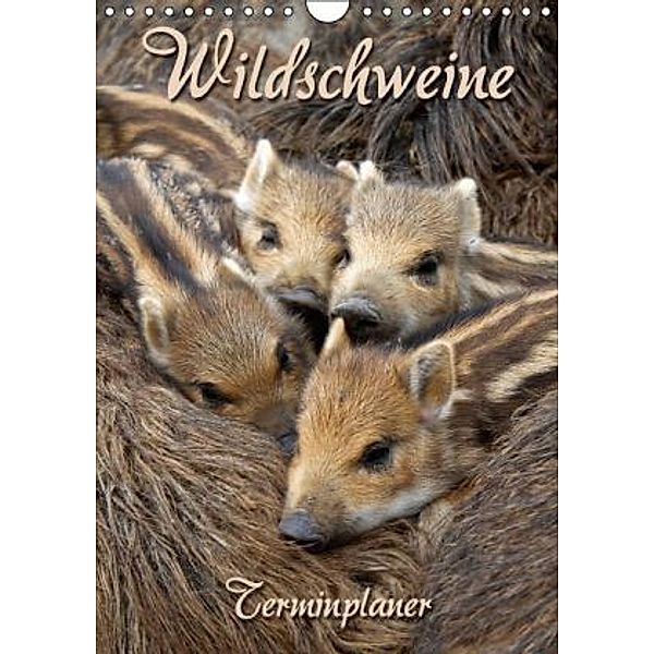 Wildschweine (Wandkalender 2014 DIN A4 hoch), Martina Berg