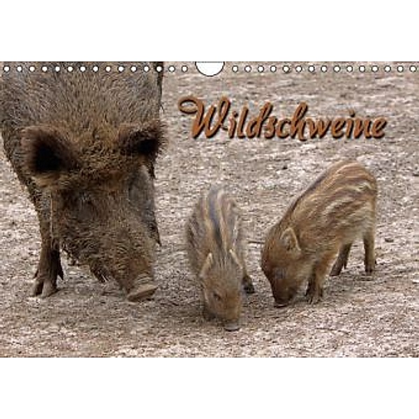 Wildschweine (Wandkalender 2015 DIN A4 quer), Martina Berg