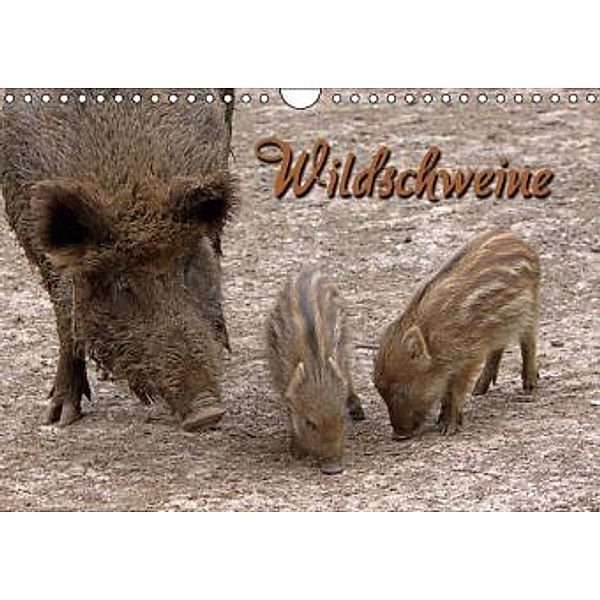 Wildschweine (Wandkalender 2016 DIN A4 quer), Martina Berg