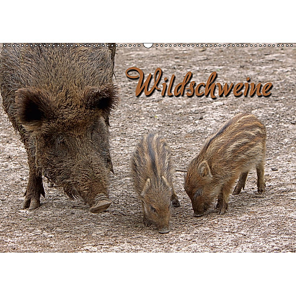 Wildschweine (Wandkalender 2019 DIN A2 quer), Martina Berg