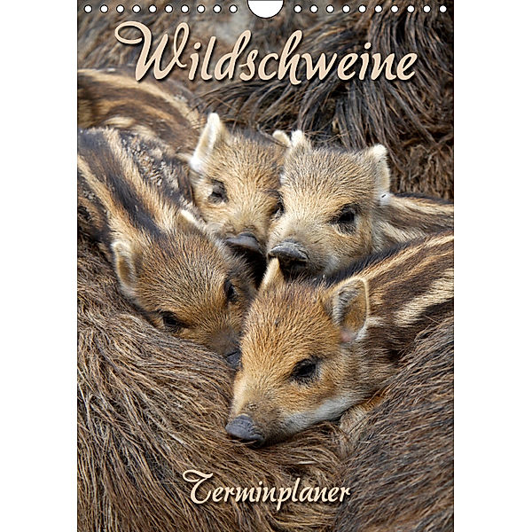 Wildschweine (Wandkalender 2019 DIN A4 hoch), Martina Berg