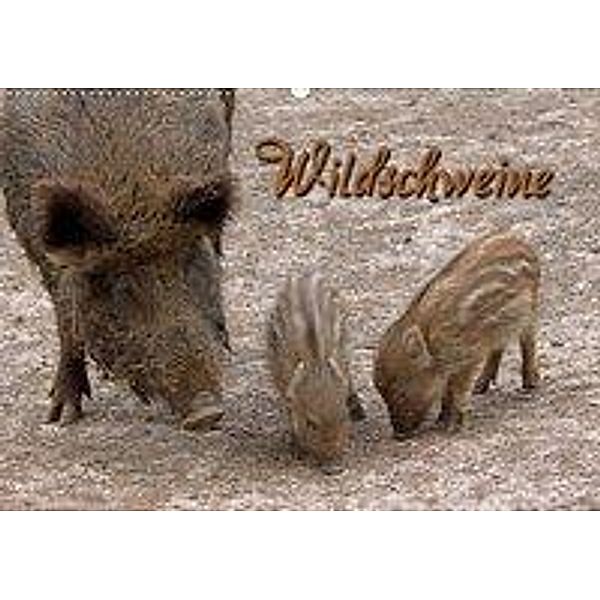 Wildschweine (Wandkalender 2020 DIN A2 quer), Martina Berg