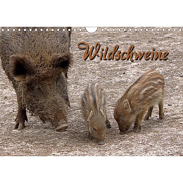 Wildschweine (Wandkalender 2021 DIN A4 quer), Martina Berg