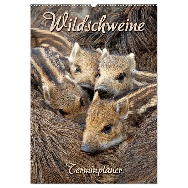 Wildschweine (Wandkalender 2024 DIN A2 hoch), CALVENDO Monatskalender, Martina Berg