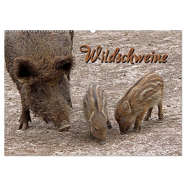 Wildschweine (Wandkalender 2024 DIN A2 quer), CALVENDO Monatskalender, Martina Berg