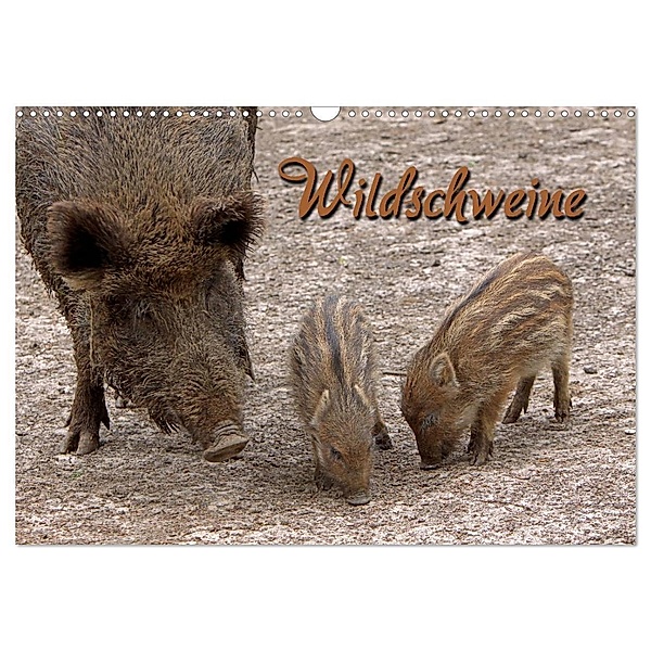 Wildschweine (Wandkalender 2024 DIN A3 quer), CALVENDO Monatskalender, Martina Berg