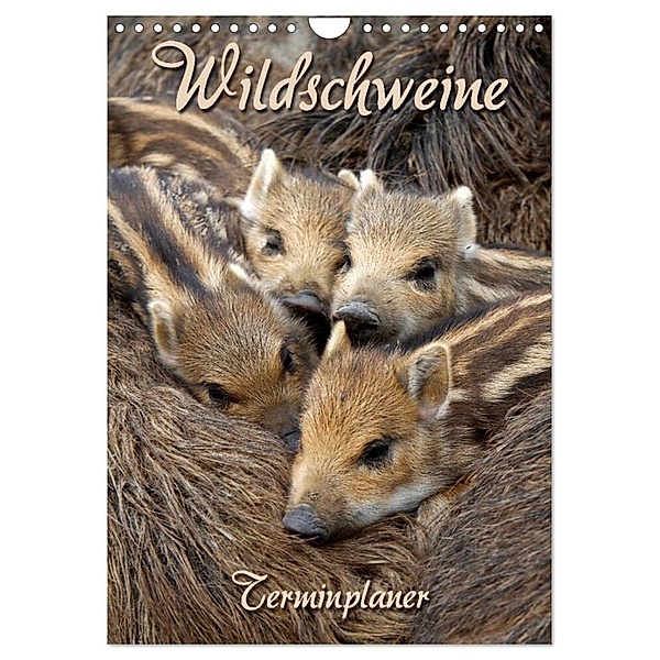 Wildschweine (Wandkalender 2024 DIN A4 hoch), CALVENDO Monatskalender, Martina Berg