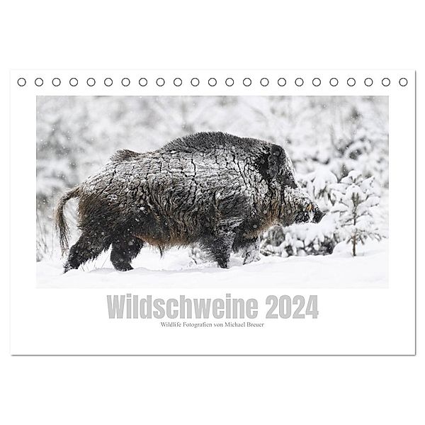 Wildschweine - Wildlife Fotografien (Tischkalender 2024 DIN A5 quer), CALVENDO Monatskalender, Michael Breuer