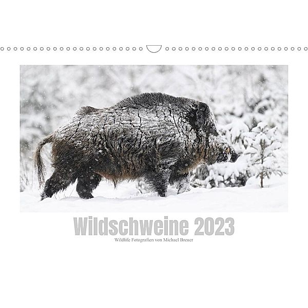 Wildschweine - Wildlife Fotografien (Wandkalender 2023 DIN A3 quer), Michael Breuer