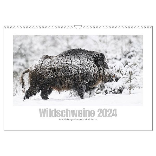 Wildschweine - Wildlife Fotografien (Wandkalender 2024 DIN A3 quer), CALVENDO Monatskalender, Michael Breuer