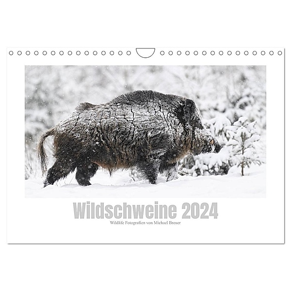 Wildschweine - Wildlife Fotografien (Wandkalender 2024 DIN A4 quer), CALVENDO Monatskalender, Michael Breuer